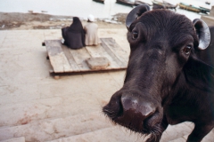Ganges 1999